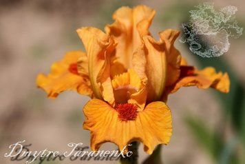 Carrot Flash / Кэрот Флеш 1219376496 фото