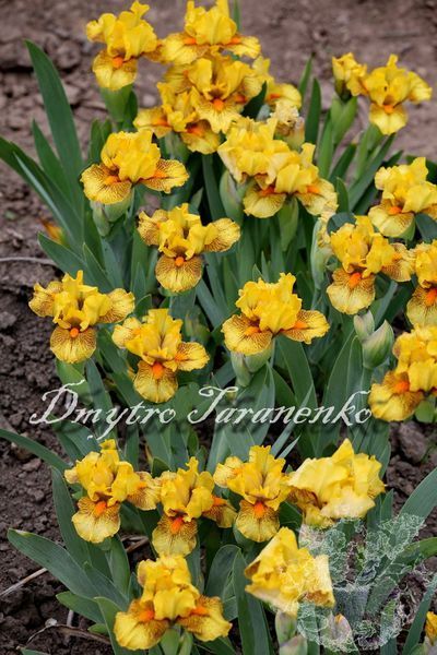 Spicy Hot / Спайси Хот 1219177396 фото